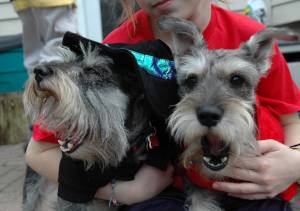 Schnauzers Lexie the Witch & No-Mo Horns Buddy