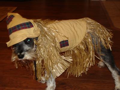 Miniature Schnauzer Harley as the Scarecrow