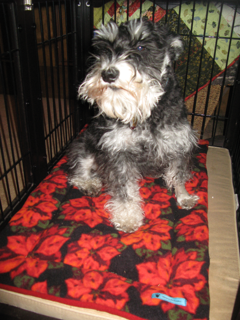 Crate size for deals miniature schnauzer