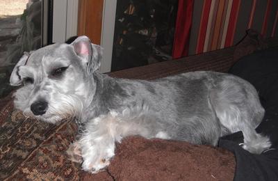 Okie schnauzers hot sale