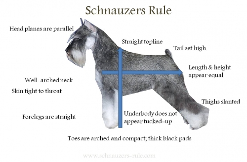 Miniature Schnauzer Body Characteristics