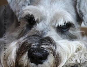 Schnauzer Eyes