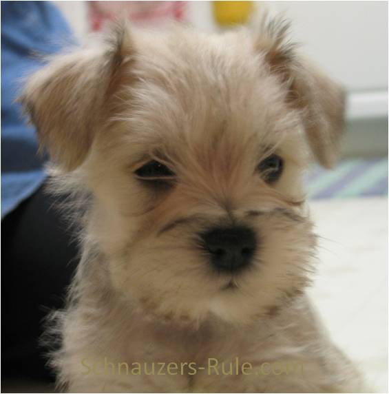 mini schnauzer mix