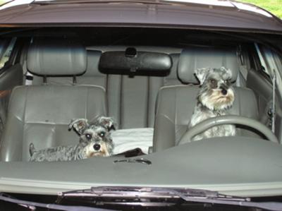 Miniature Schnauzer, Drivin Miss Roxie