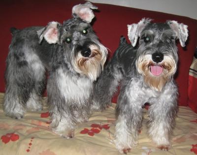 Miniature Schnauzers Jingle Bell and Happy