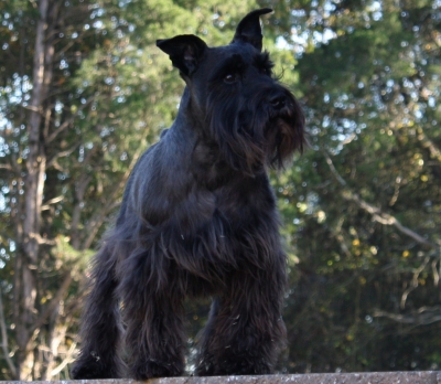 Miniature Schnauzer Oscar