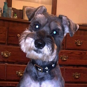 Miniature Schnauzer Scruff