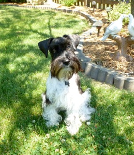 Baxter at 6 Months Old