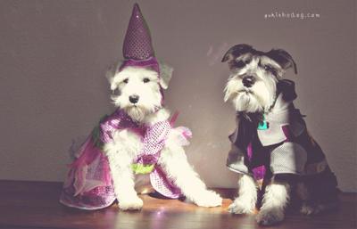 Mini Schnauzers in Costume