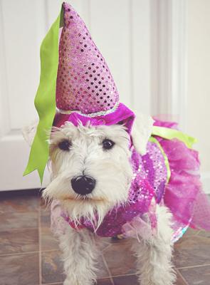 Mini Schnauzer Princess