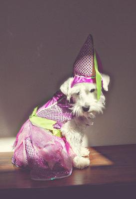 Miniature Schnauzer Princess