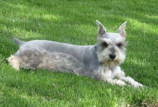 silver mini schnauzer