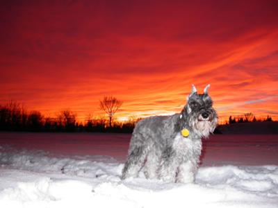 A sunset in the park