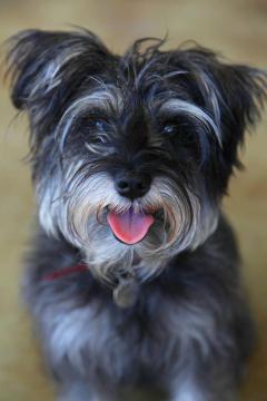 Schnauzer Kisses!!!