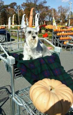 pumpkin shopping