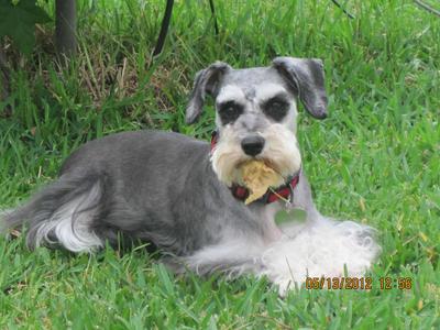 ginger schnauzer