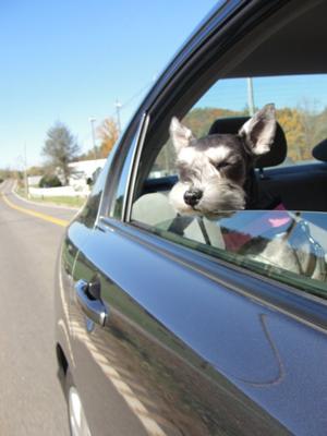 Schnauzer Chloe enjoying a ride