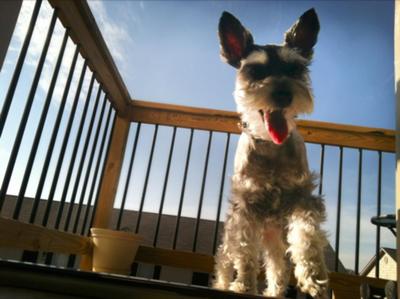 Mini Schnauzer Chloe keeping a watchful eye