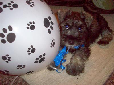 Tanner with his balloons at his puppy shower 10 weeks old