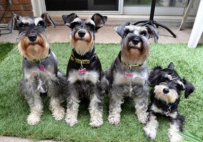 schnauzer family