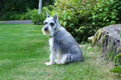 Giant sales schnauzer hunting
