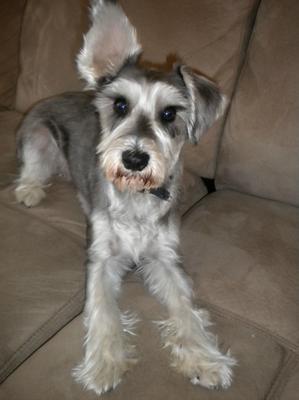 Miniature Schnauzer Bandit