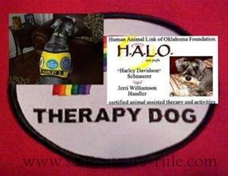 Therapy dog Harley's Gear