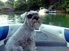 Schnauzer Angel enjoying boat ride