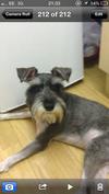 My serious Schnauzer pose 