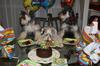 Molly (center) celebrating 2 of her pups 1 Yr Birthdays (Toby on the left & Puma on the Right)!!!  Can we eat our cake, now????