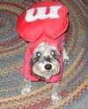 Red M&M Schnauzer