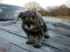 Miniature Schnauzer Chevy