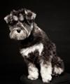 Miniature Schnauzer Darcey