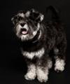 Mini Schnauzer Darcey at photo shoot