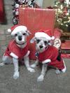 Santas little helpers