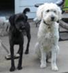 Faith Bergamasco & Maddie Schnoodle