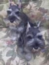 Miniature Schnauzers Fritz & Fred