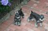 Miniature Schnauzers Fritz & Fred