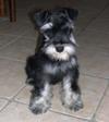 Schnauzer Gunga's  first haircut