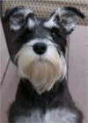 Mini Schnauzer Izzy