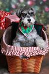 Miniature Schnauzer Lily