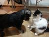 Saying hello to Kitty