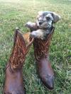 Max's Cowboy Boots