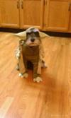 Halloween Schnauzer Yoda