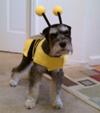 Halloween Schnauzer Sherlock the Bumble Bee