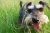 This is a picture of Archie in the grass, out on a walk