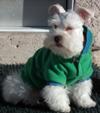 Miniature Schnauzer Blizzard