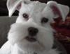 Miniature Schnauzer Blizzard