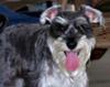 Miniature Schnauzer Boster