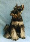 Miniature Schnauzer Dollar at four months